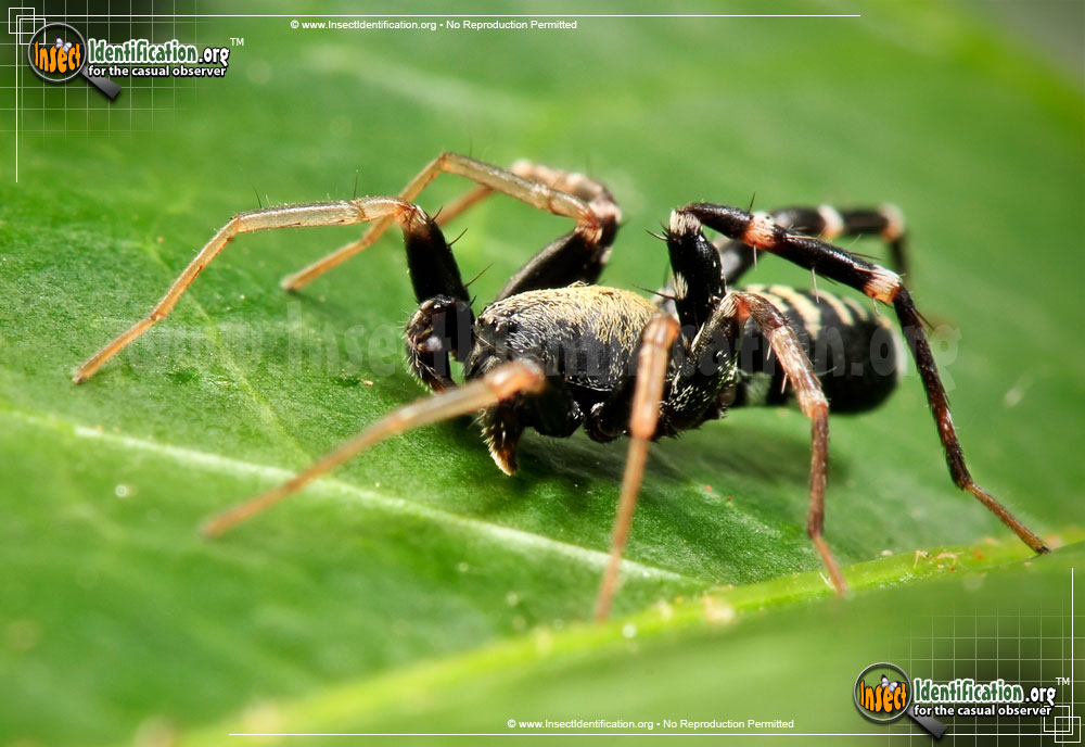 Full-sized image #6 of the Ant-Mimic-Spider