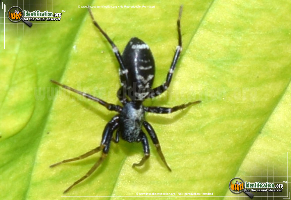 Full-sized image #4 of the Ant-Mimic-Spider