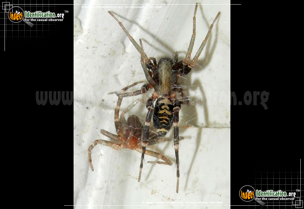 Full-sized image #7 of the Ant-Mimic-Spider