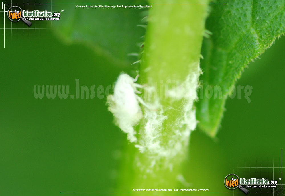 Full-sized image #4 of the Aphids