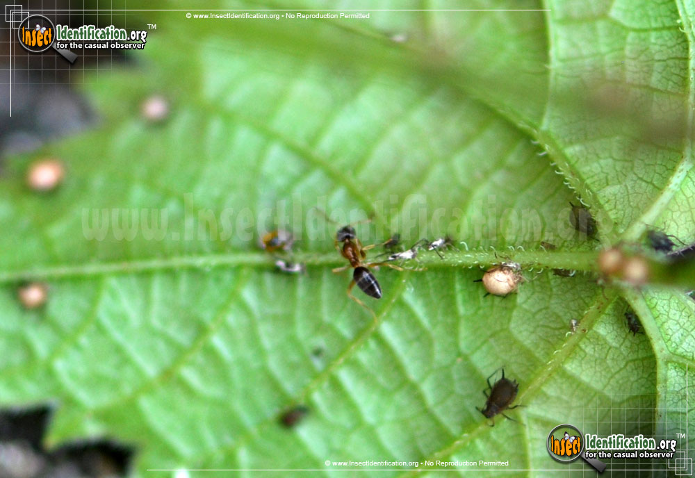 Full-sized image #5 of the Aphids