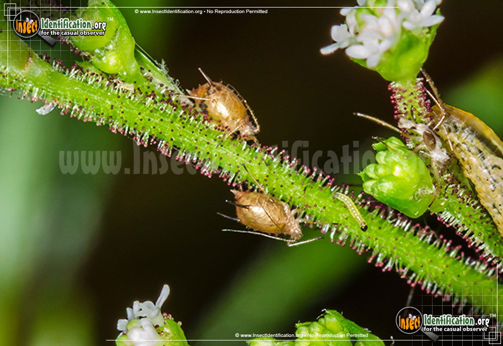 Full-sized image #2 of the Aphids
