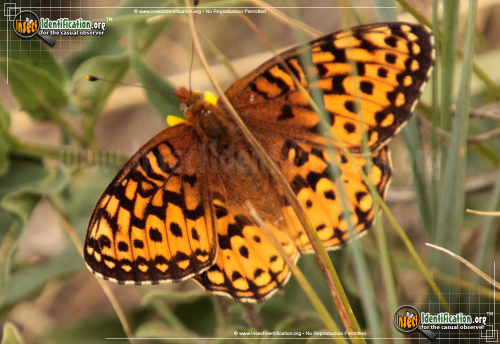 Full-sized image #2 of the Aphrodite-Fritillary-Butterfly