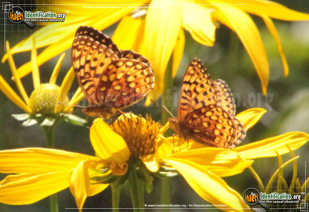 Full-sized image #3 of the Aphrodite-Fritillary-Butterfly