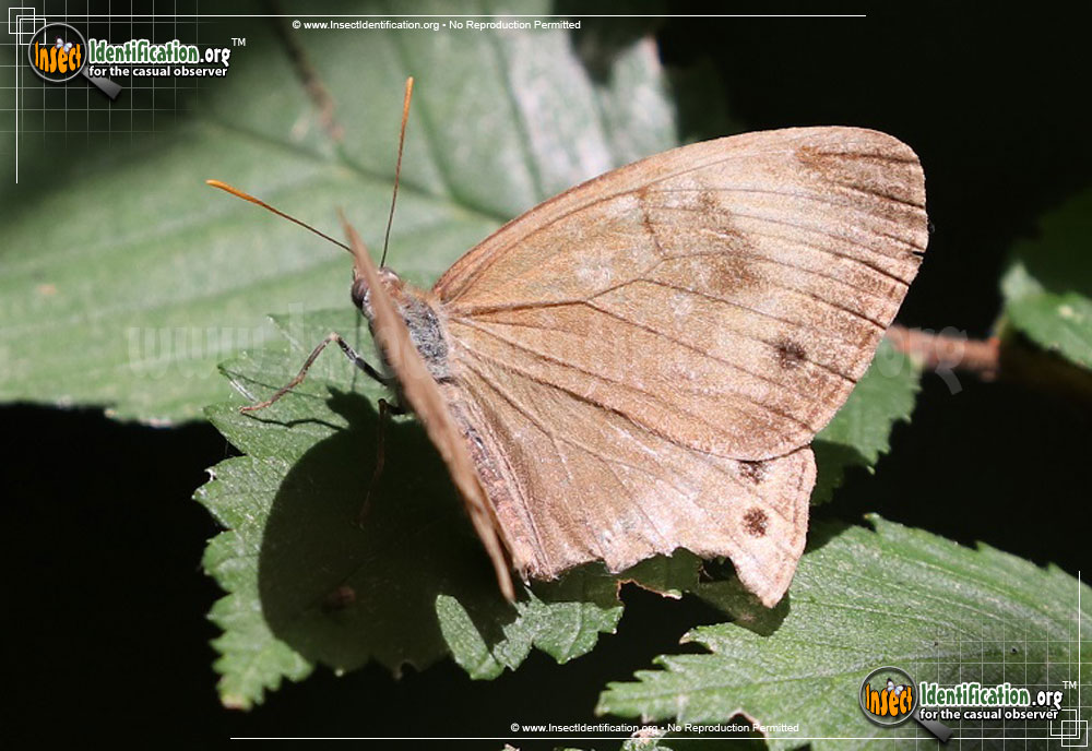 Full-sized image of the Appalachian-Brown-Butterfly