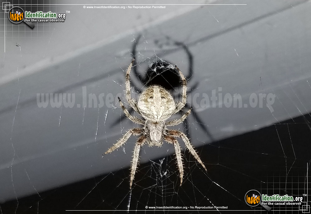 Full-sized image of the Arabesque-Orbweaver-Spider