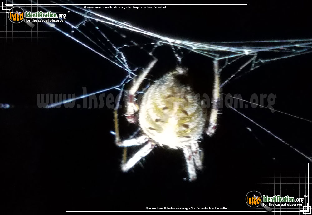 Full-sized image #3 of the Arabesque-Orbweaver-Spider