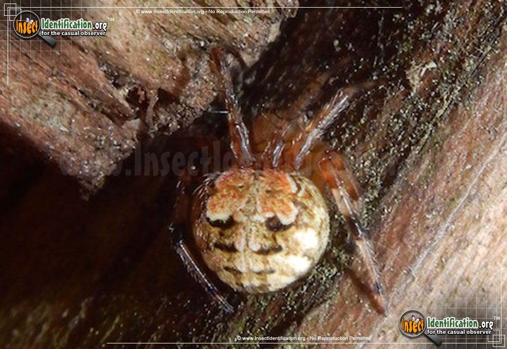 Full-sized image of the Arabesque-Orbweaver-Spider