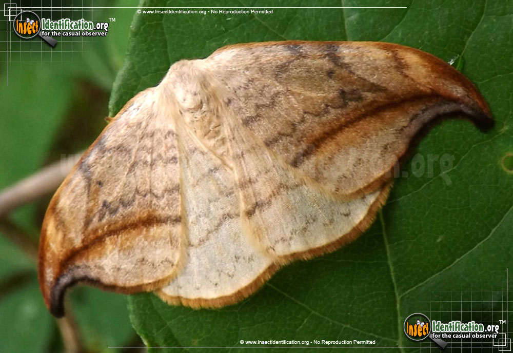 Full-sized image of the Arched-Hooktip-Moth