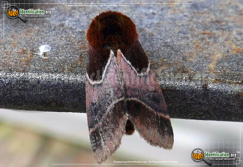 Full-sized image of the Arcigera-Flower-Moth
