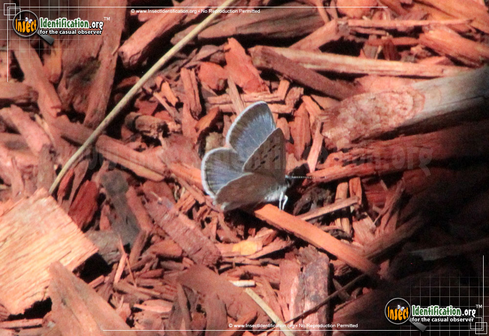 Full-sized image #2 of the Arctic-Blue-Butterfly