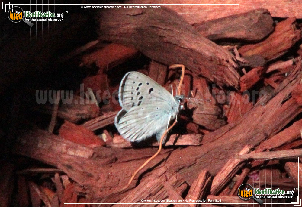 Full-sized image of the Arctic-Blue-Butterfly