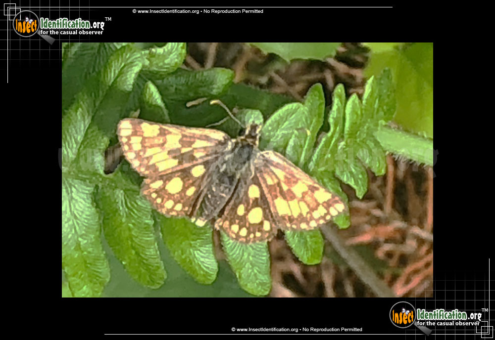 Full-sized image of the Arctic-Skipper