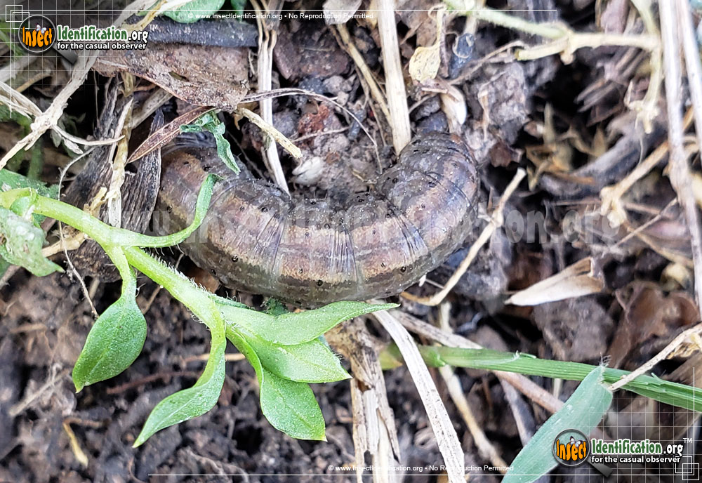Full-sized image of the Army-Cutworm-Moth