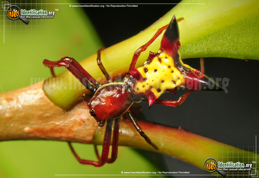 Full-sized image of the Arrow-shaped-Micrathena-Spider