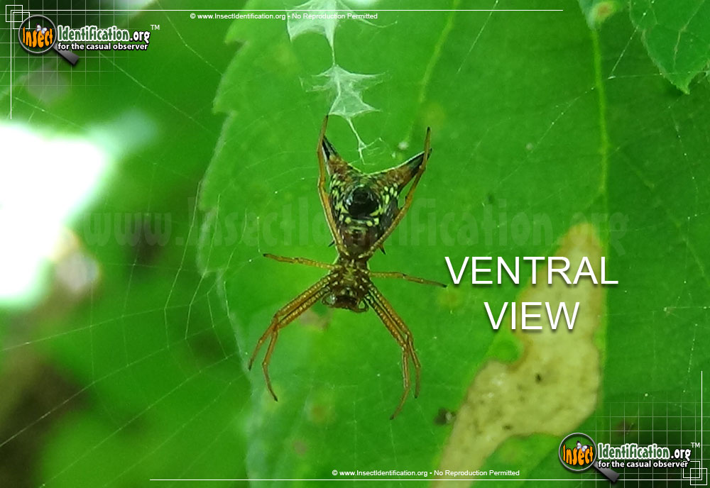 Full-sized image #3 of the Arrow-shaped-Micrathena-Spider