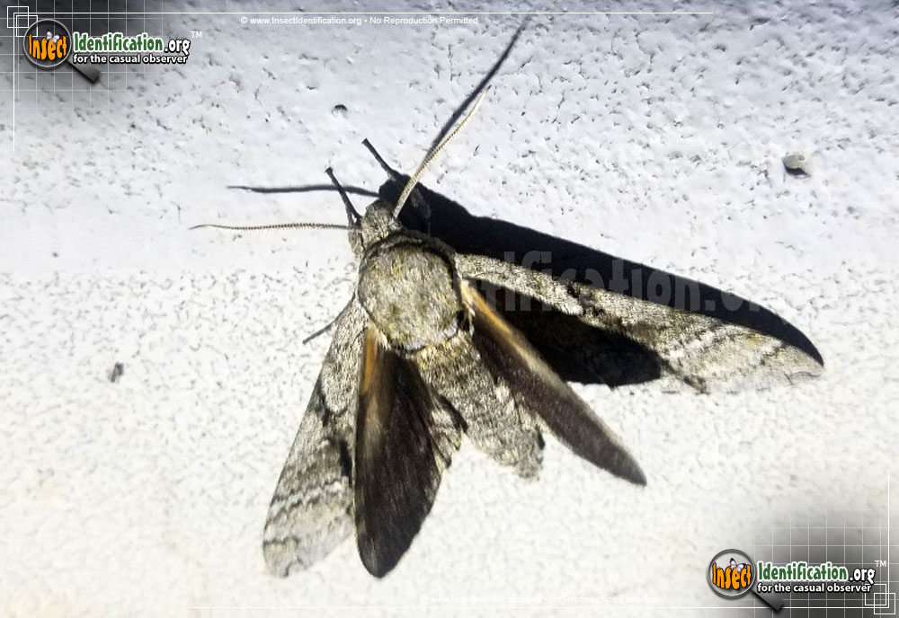 Full-sized image of the Ash-Sphinx-Moth