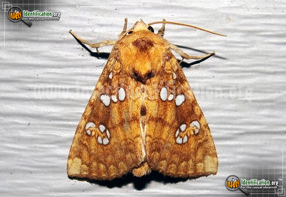 Full-sized image of the Ash-Tip-Borer-Moth