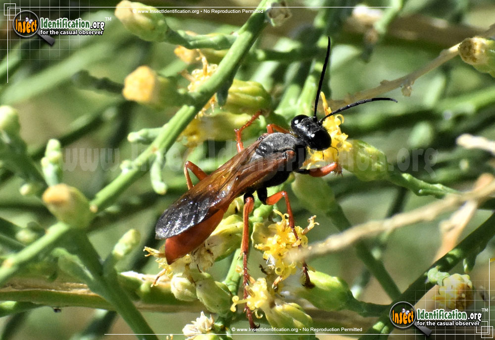 Full-sized image of the Ashmeads-Digger-Wasp
