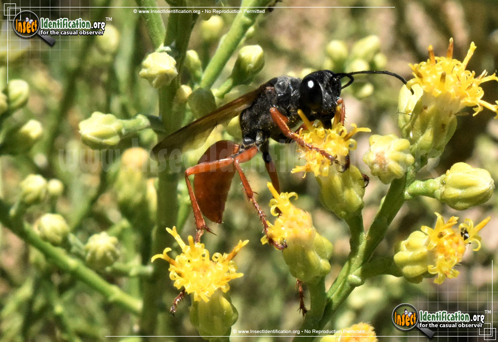 Full-sized image #3 of the Ashmeads-Digger-Wasp
