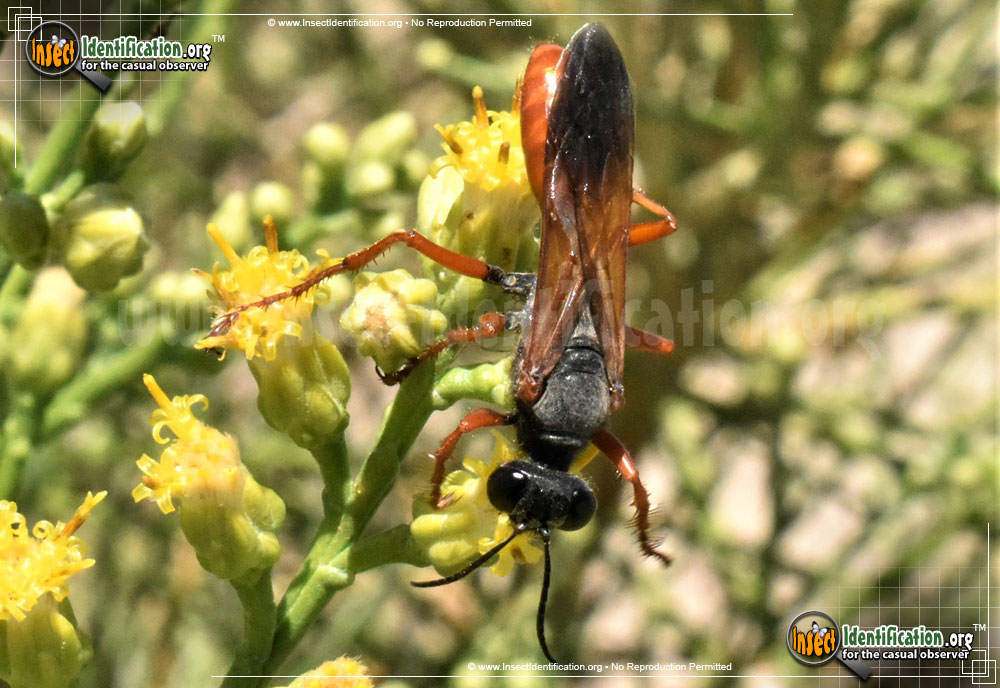 Full-sized image #4 of the Ashmeads-Digger-Wasp