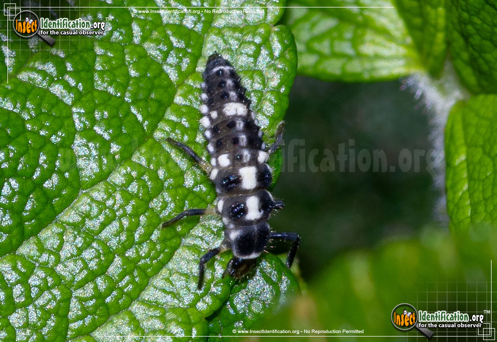 Full-sized image of the Ashy-Gray-Lady-Beetle