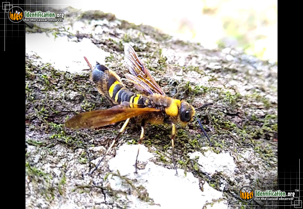 Full-sized image of the Asian-Horntail-Wasp
