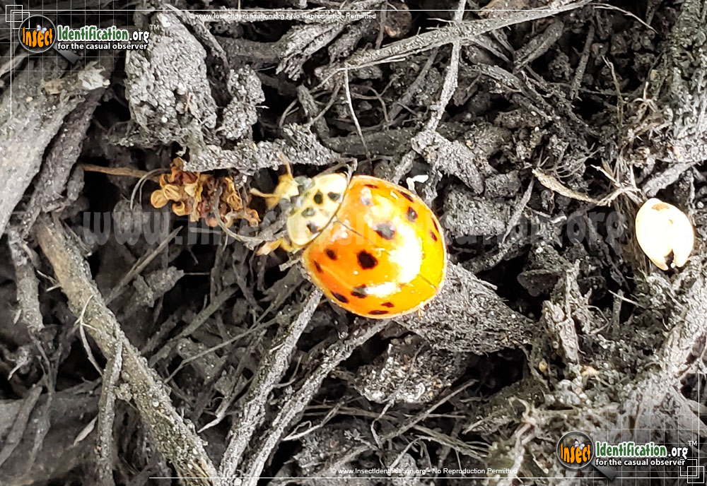 Full-sized image #11 of the Asian-Multicolored-Lady-Beetle