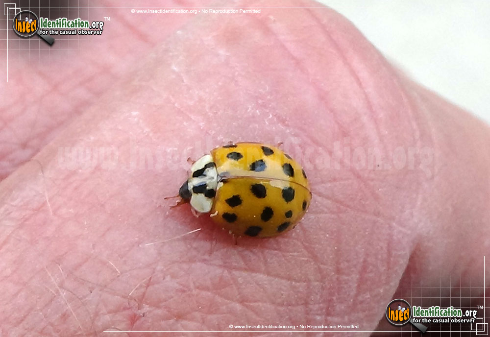 Full-sized image #15 of the Asian-Multicolored-Lady-Beetle