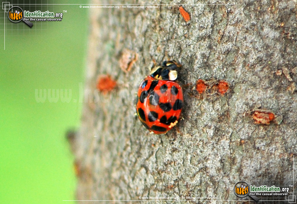 Full-sized image #12 of the Asian-Multicolored-Lady-Beetle