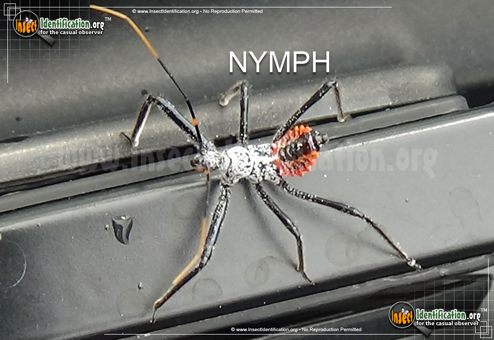 Full-sized image #14 of the Assassin-Bug