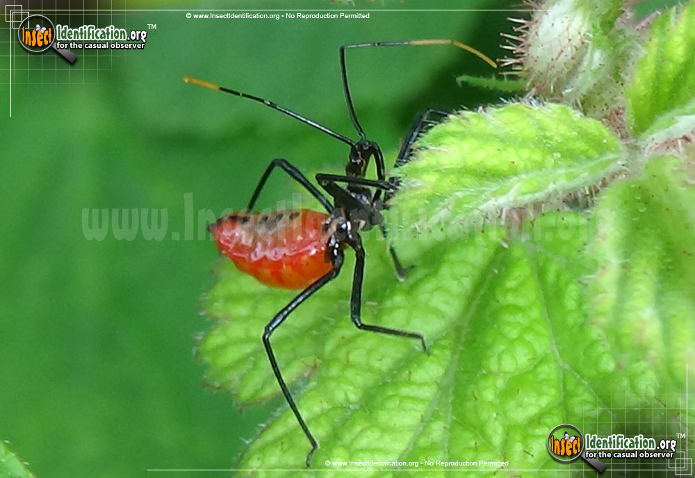 Full-sized image #10 of the Assassin-Bug