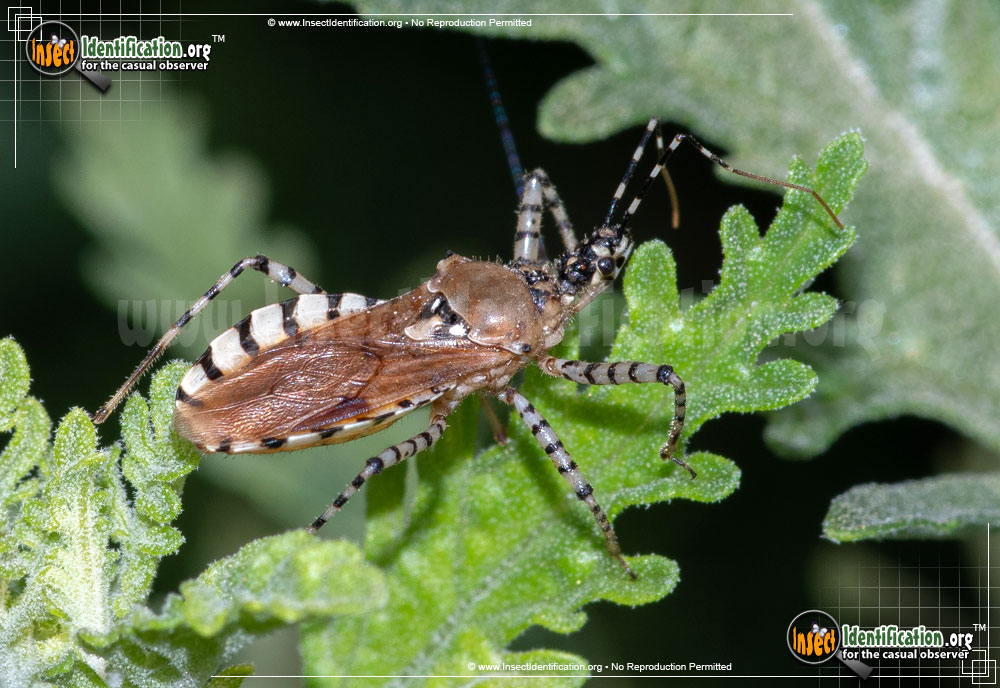 Full-sized image of the Assassin-Bug-Pselliopus-cinctus