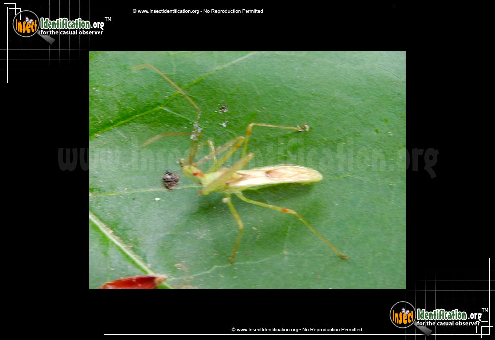 Full-sized image #2 of the Assassin-Bug-Zelus-Luridus