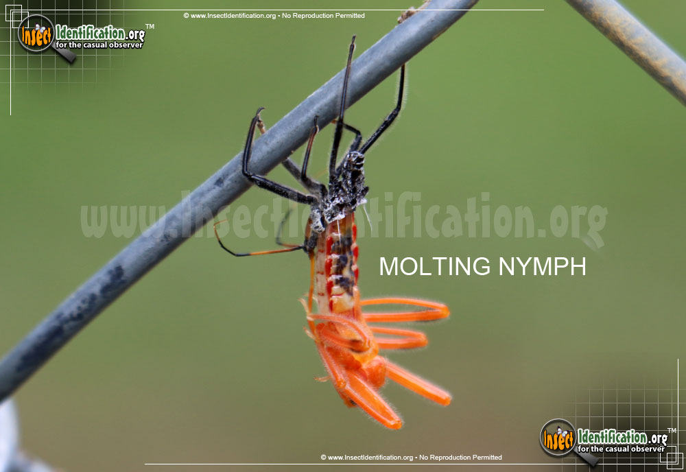 Full-sized image #6 of the Assassin-Bug