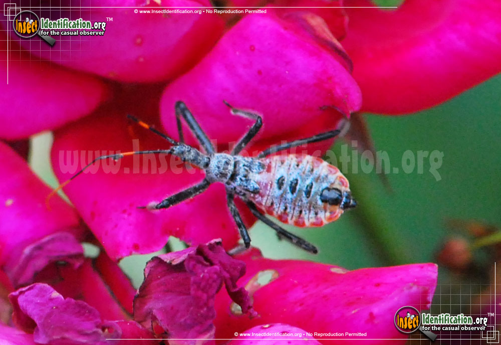 Full-sized image #5 of the Assassin-Bug