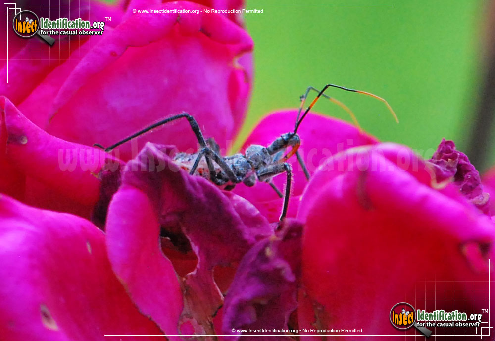 Full-sized image #2 of the Assassin-Bug