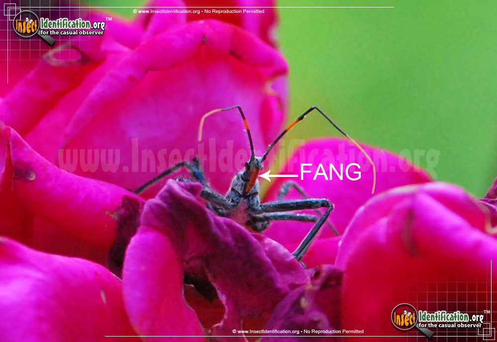Full-sized image #4 of the Assassin-Bug