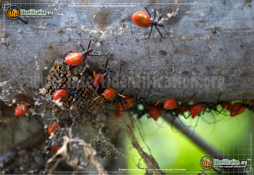 Full-sized image #8 of the Assassin-Bug