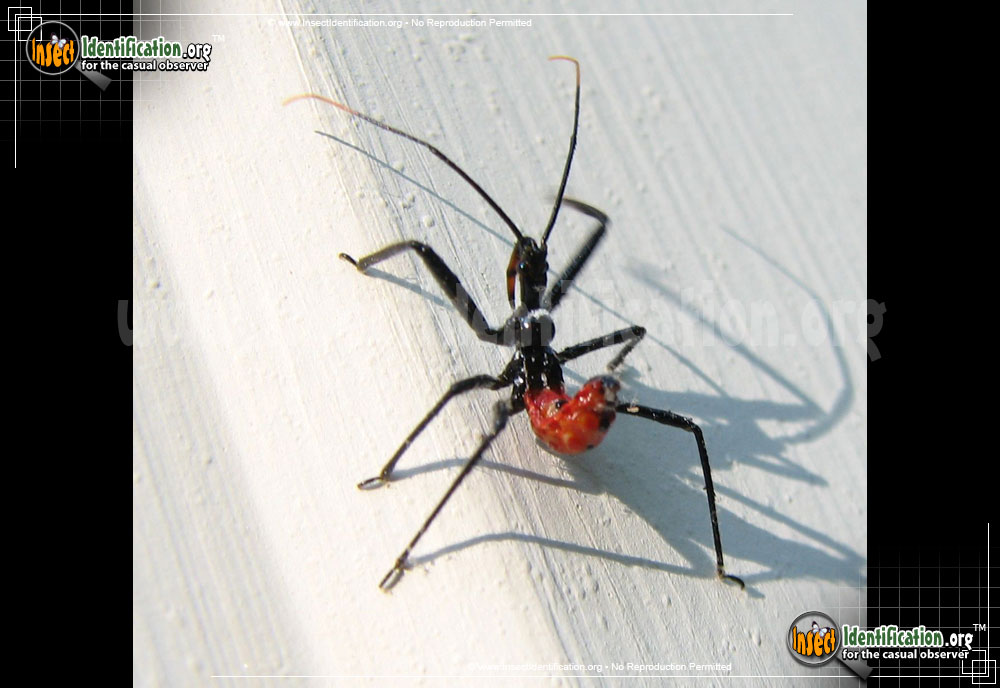 Full-sized image of the Assassin-Bug