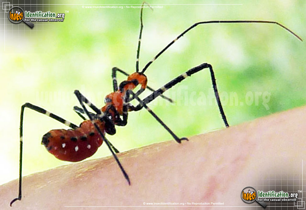 Full-sized image #13 of the Assassin-Bug