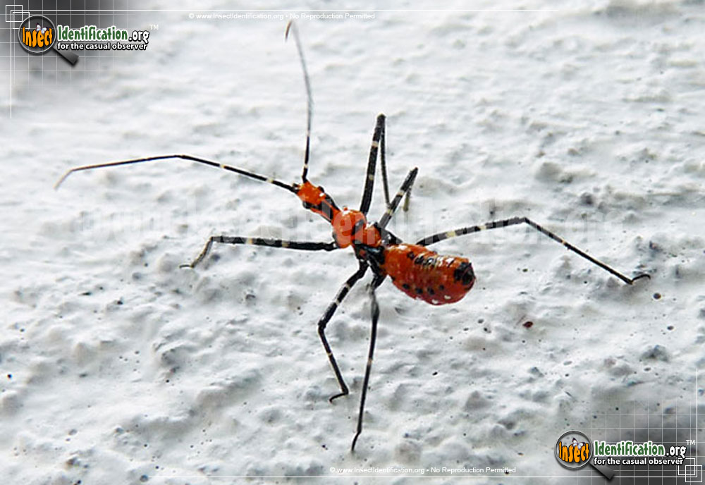 Full-sized image #7 of the Assassin-Bug