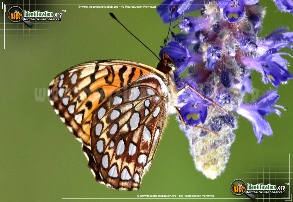 Full-sized image #2 of the Atlantis-Fritillary-Butterfly