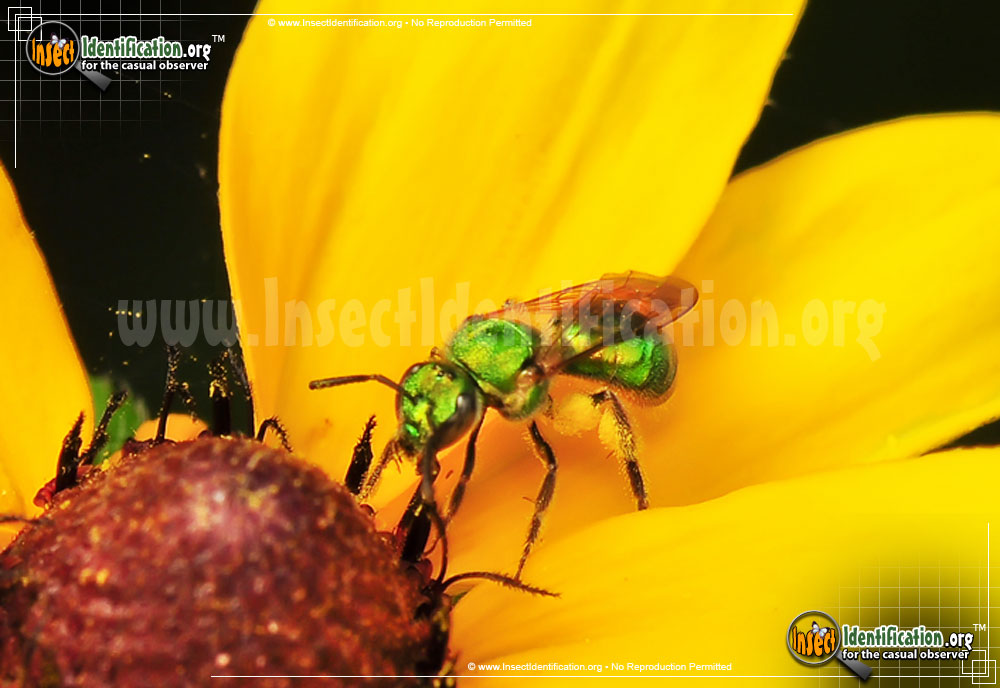 Full-sized image of the Augochlora-Sweat-Bee