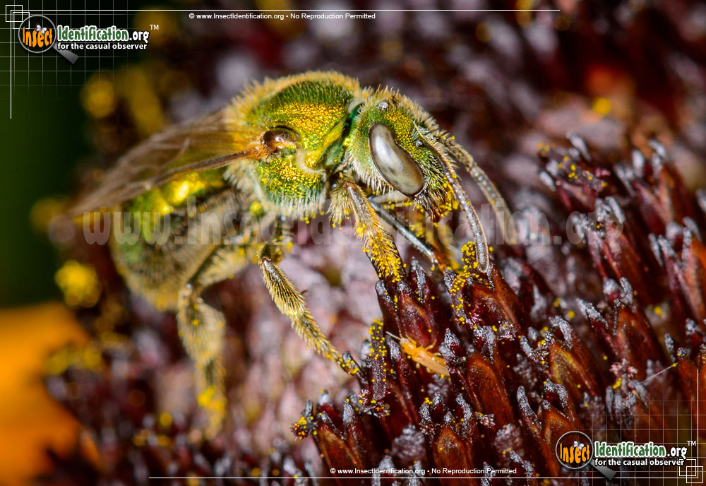 Full-sized image #2 of the Augochlora-Sweat-Bee