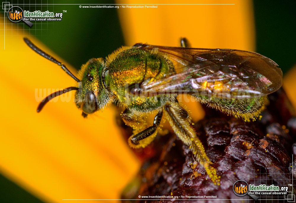 Full-sized image #6 of the Augochlora-Sweat-Bee