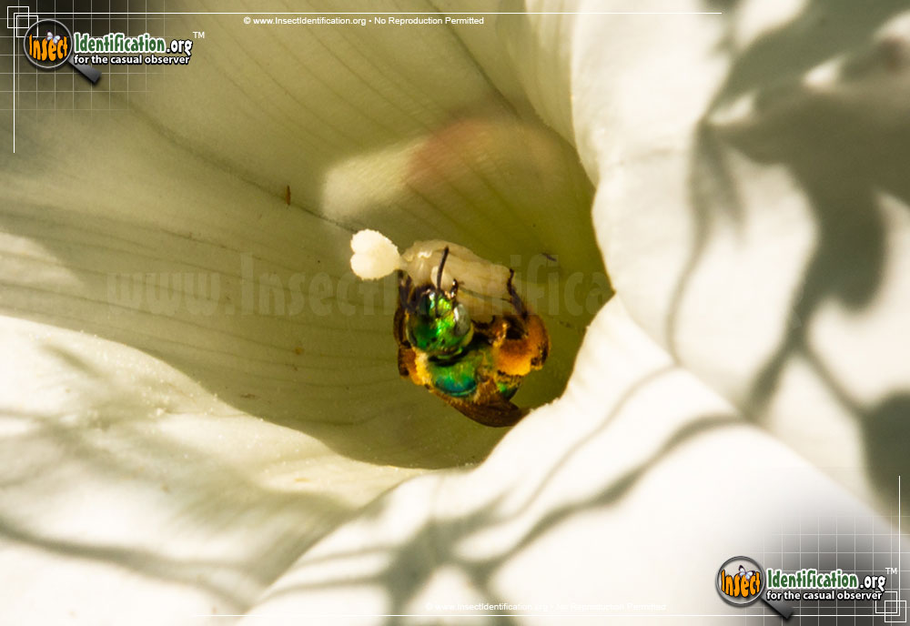 Full-sized image #5 of the Augochlora-Sweat-Bee