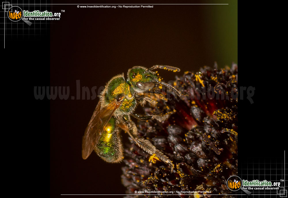 Full-sized image #7 of the Augochlora-Sweat-Bee
