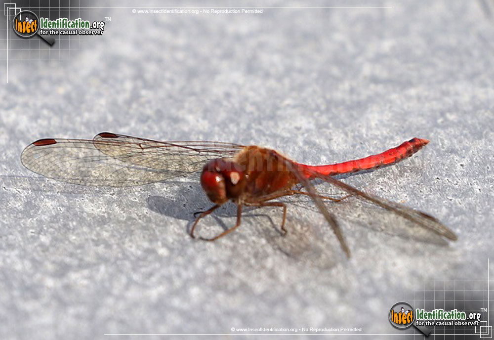 Full-sized image of the Autumn-Meadowhawk-Dragonfly
