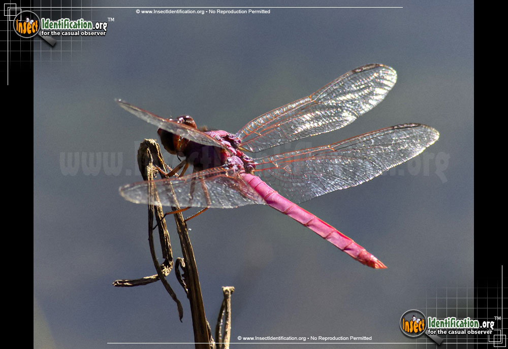 Full-sized image #2 of the Autumn-Meadowhawk-Dragonfly